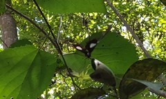 Heraclides hectorides