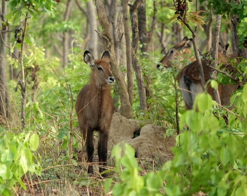 Defassa Waterbuck