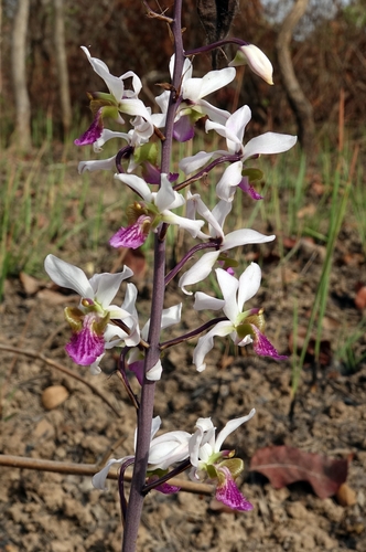 Eulophia cristata