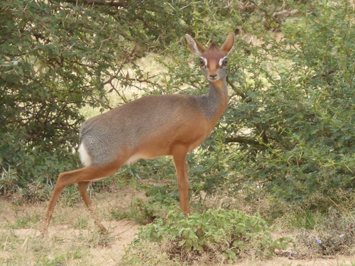 Salt's Dik-dik