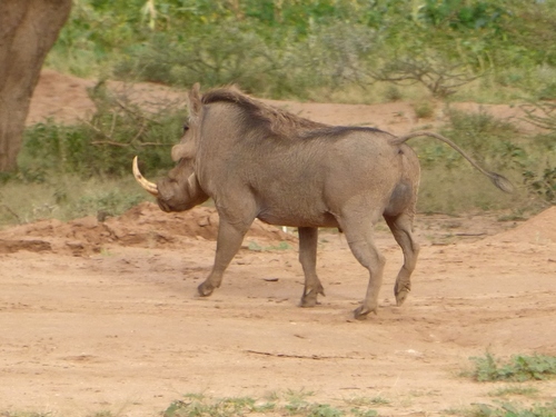 Somali Warthog