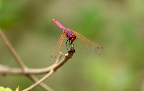 Violet Dropwing