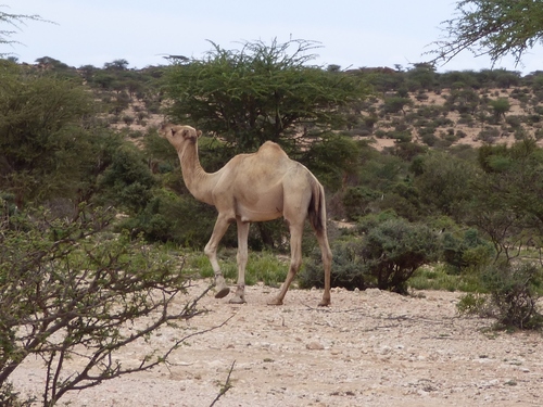 Dromedary Camel