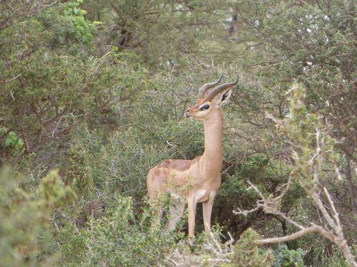 Northern Gerenuk photographed in Somalia