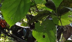 Heraclides hectorides