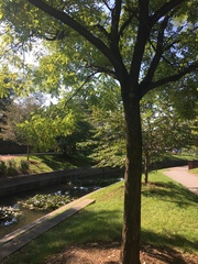 Styphnolobium japonicum