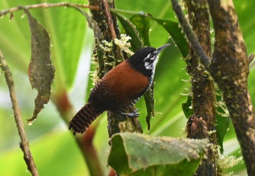 Bay Wren (Cantorchilus nigricapillus), photo 8