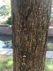 Styphnolobium japonicum