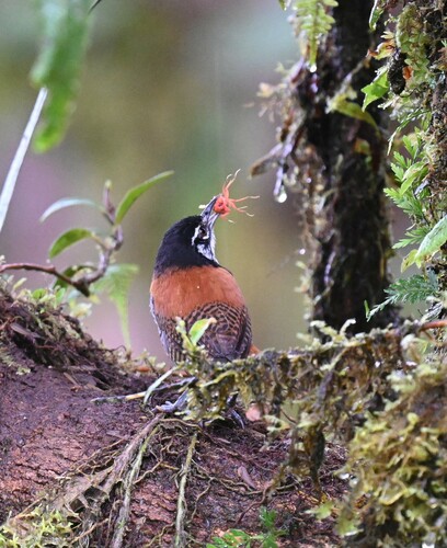 Bay Wren (Cantorchilus nigricapillus), photo 5