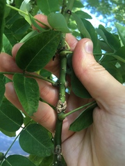 Styphnolobium japonicum