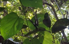 Heraclides hectorides