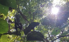 Heraclides hectorides