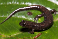 Desmognathus abditus