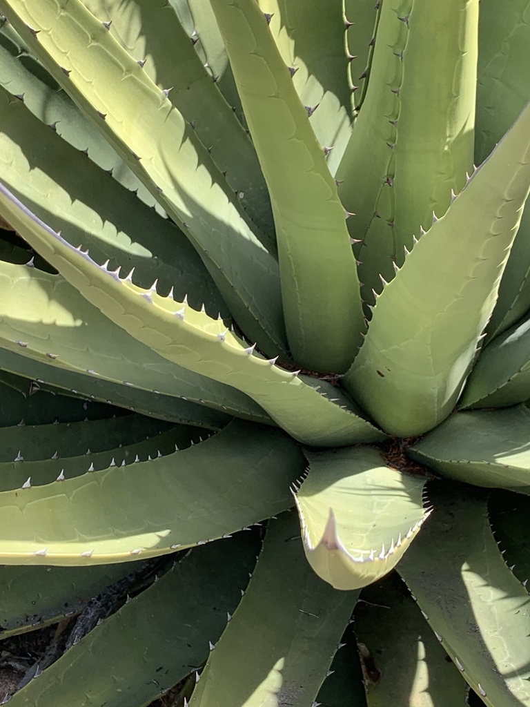 Agave pringlei