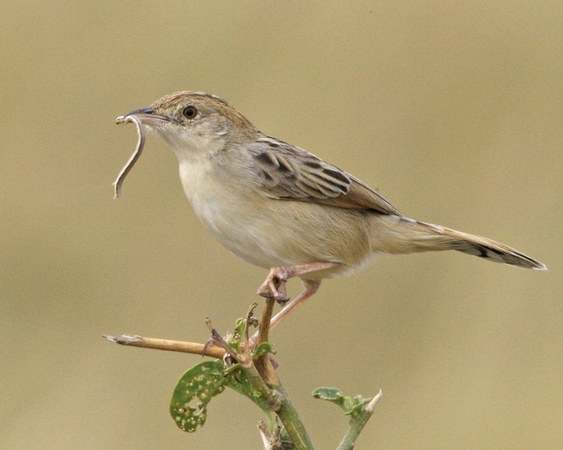 Desert Cisticola photo