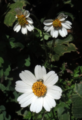 Bidens colimana