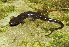 Desmognathus abditus