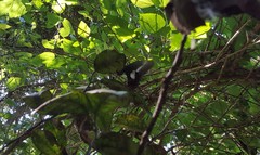 Heraclides hectorides