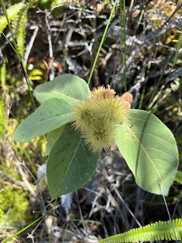 Commersonia bartramia observed 2022-06-19
