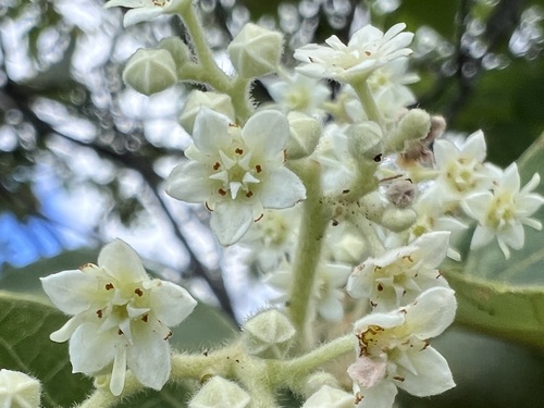 Commersonia bartramia observed 2022-06-18