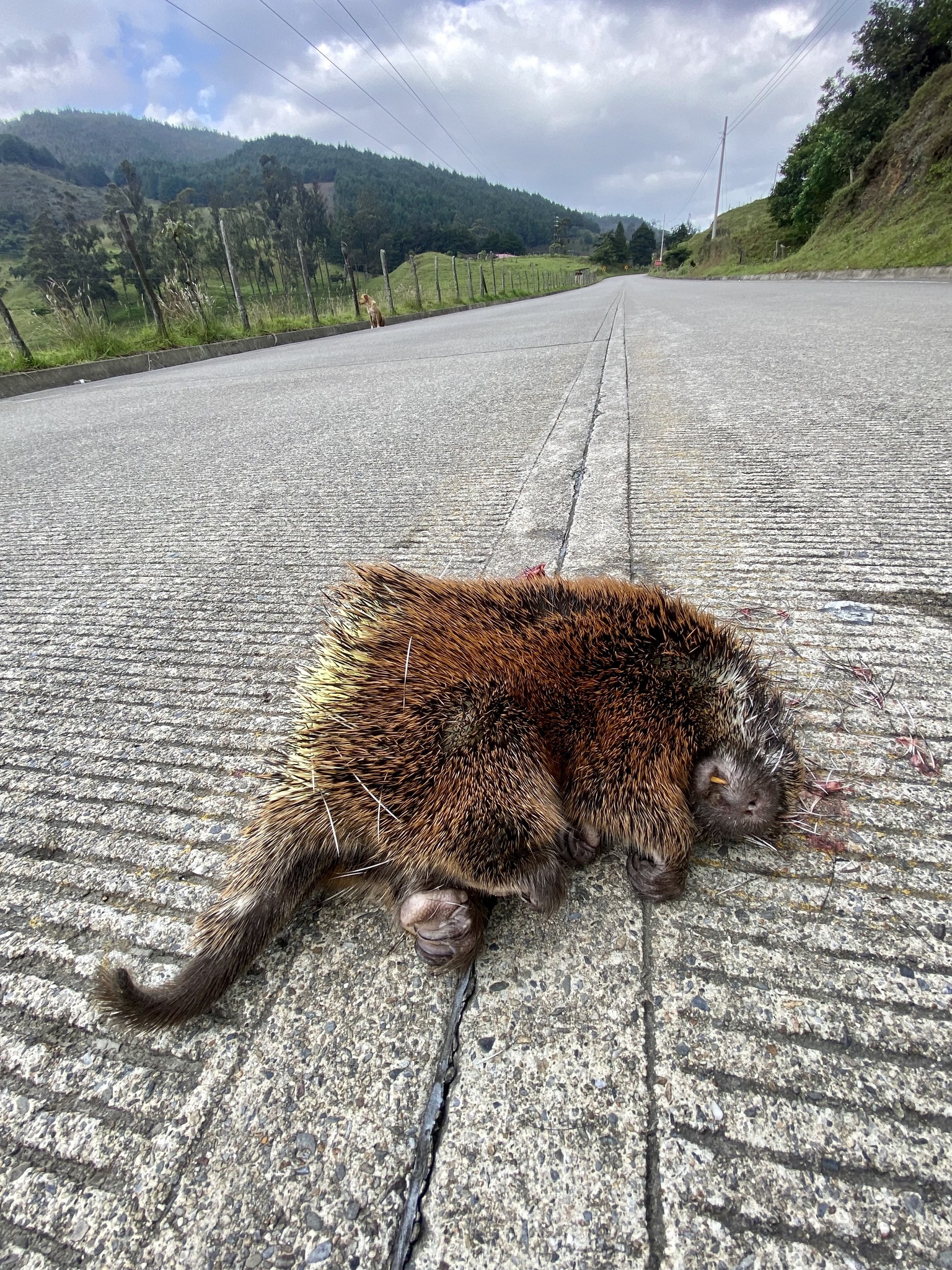 Coendou rufescens image