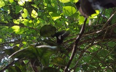 Heraclides hectorides