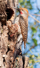 Guatemalan Flicker photo 3