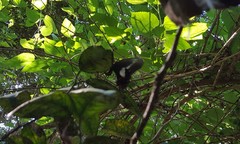 Heraclides hectorides