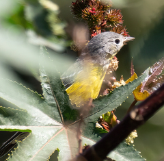 Setophaga magnolia image