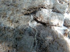 Myrichthys breviceps