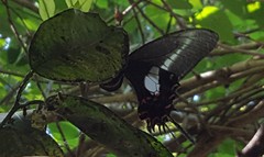 Heraclides hectorides