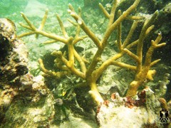Acropora cervicornis
