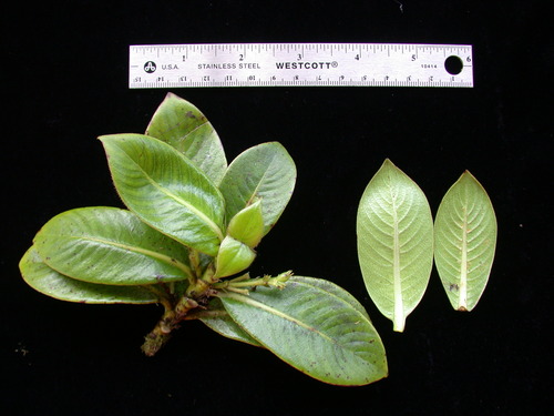 Coprosma esulcata observed 2004-07-05