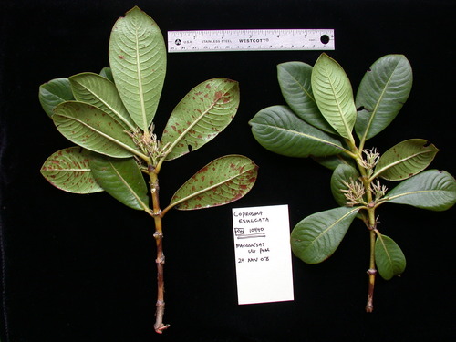 Coprosma esulcata observed 2003-11-25