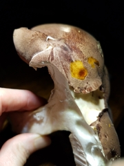 Tylopilus rubrobrunneus image
