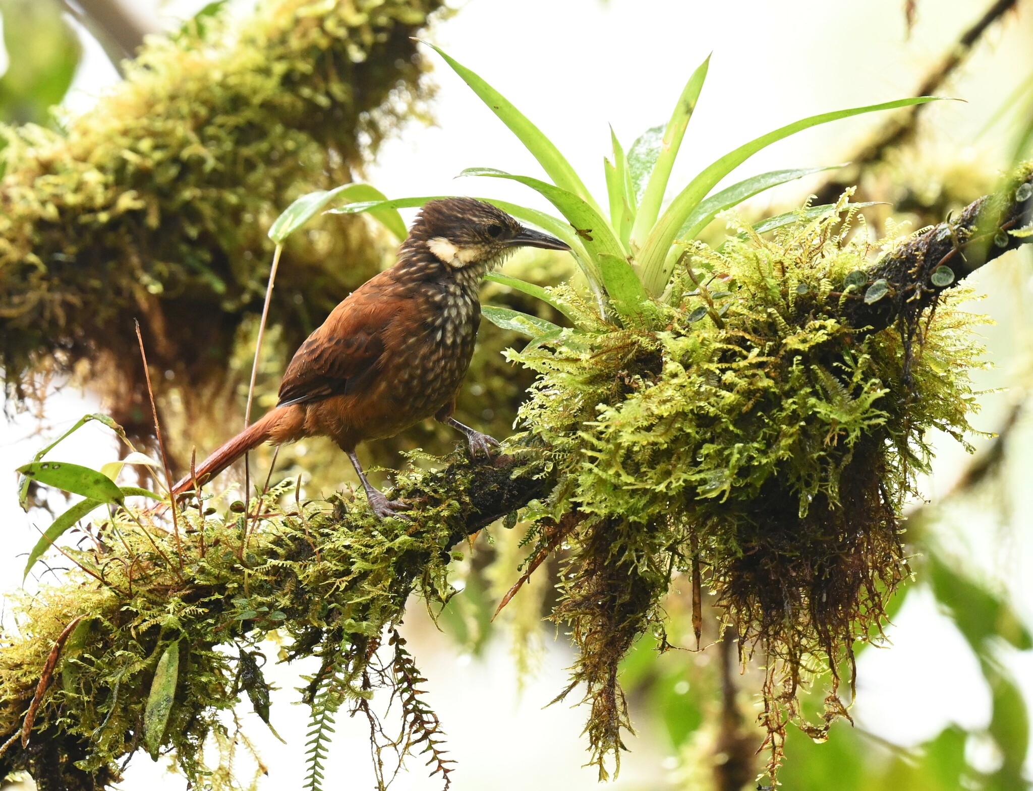 Streaked Tuftedcheek (Pseudocolaptes boissonneautii), photo 10