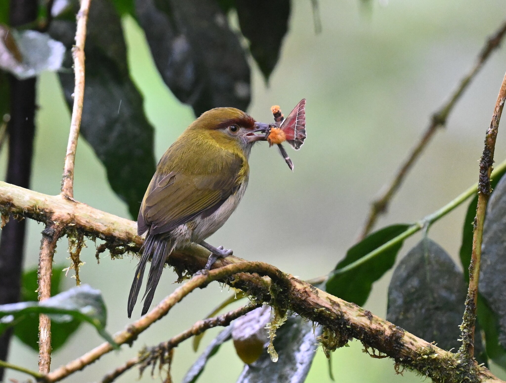 Black-billed Peppershrike (Cyclarhis nigrirostris), photo 10