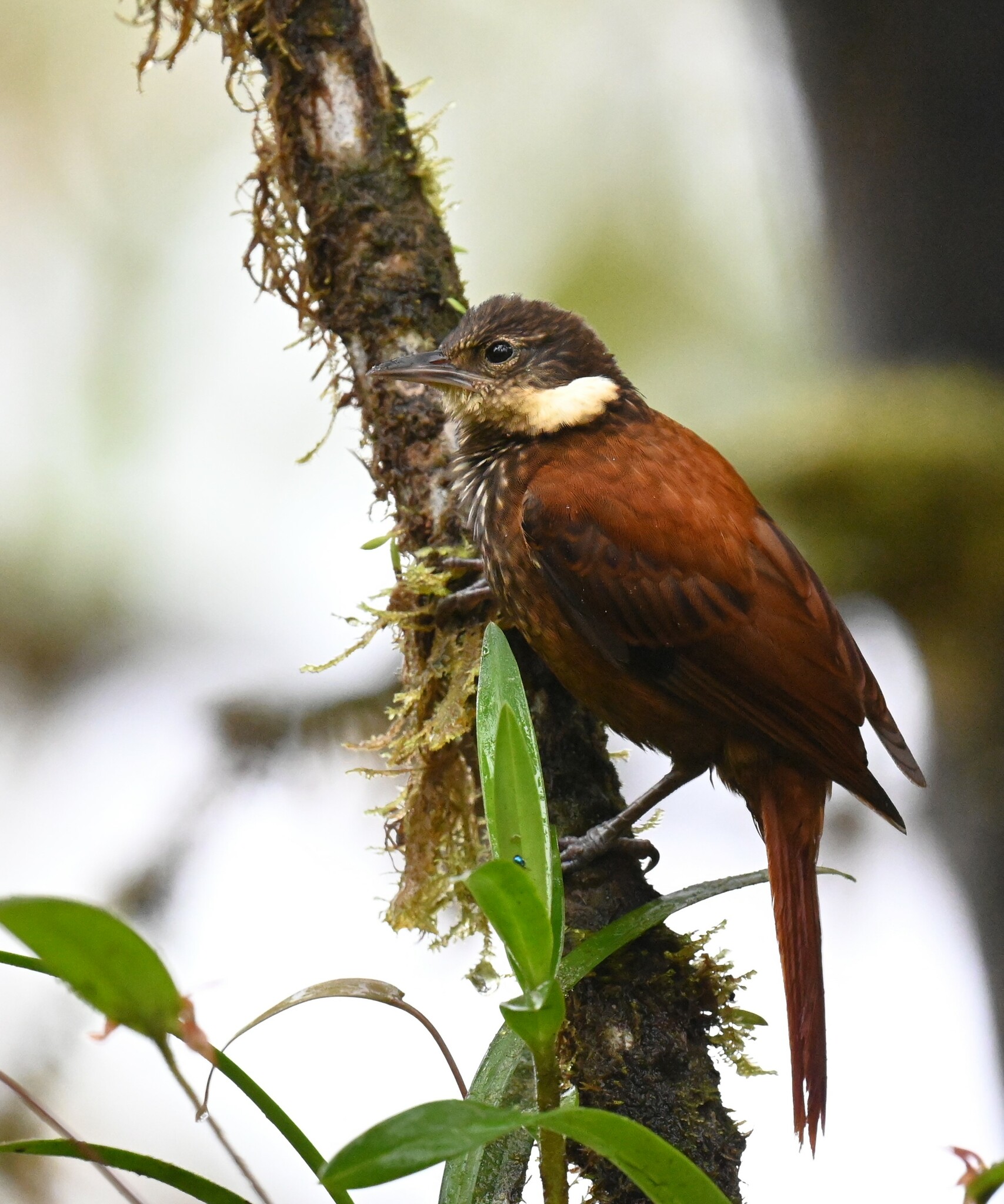 Streaked Tuftedcheek (Pseudocolaptes boissonneautii), photo 8
