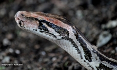 Indian Rock Python photo 4