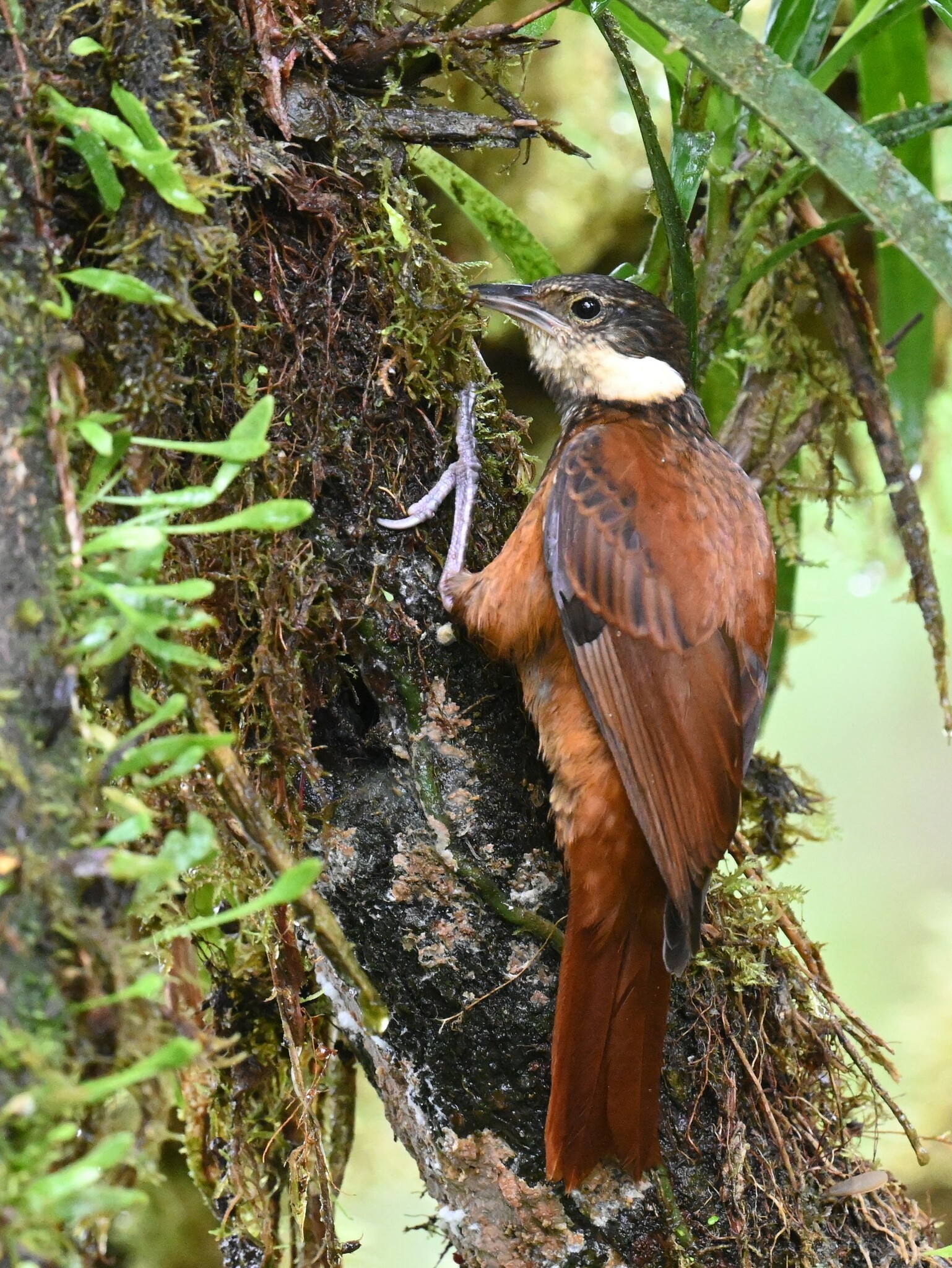 Streaked Tuftedcheek (Pseudocolaptes boissonneautii), photo 7