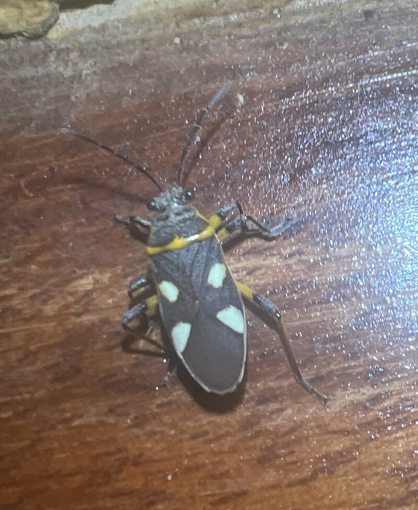 Acinocoris interruptus