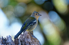 Madeira Chaffinch photo 4