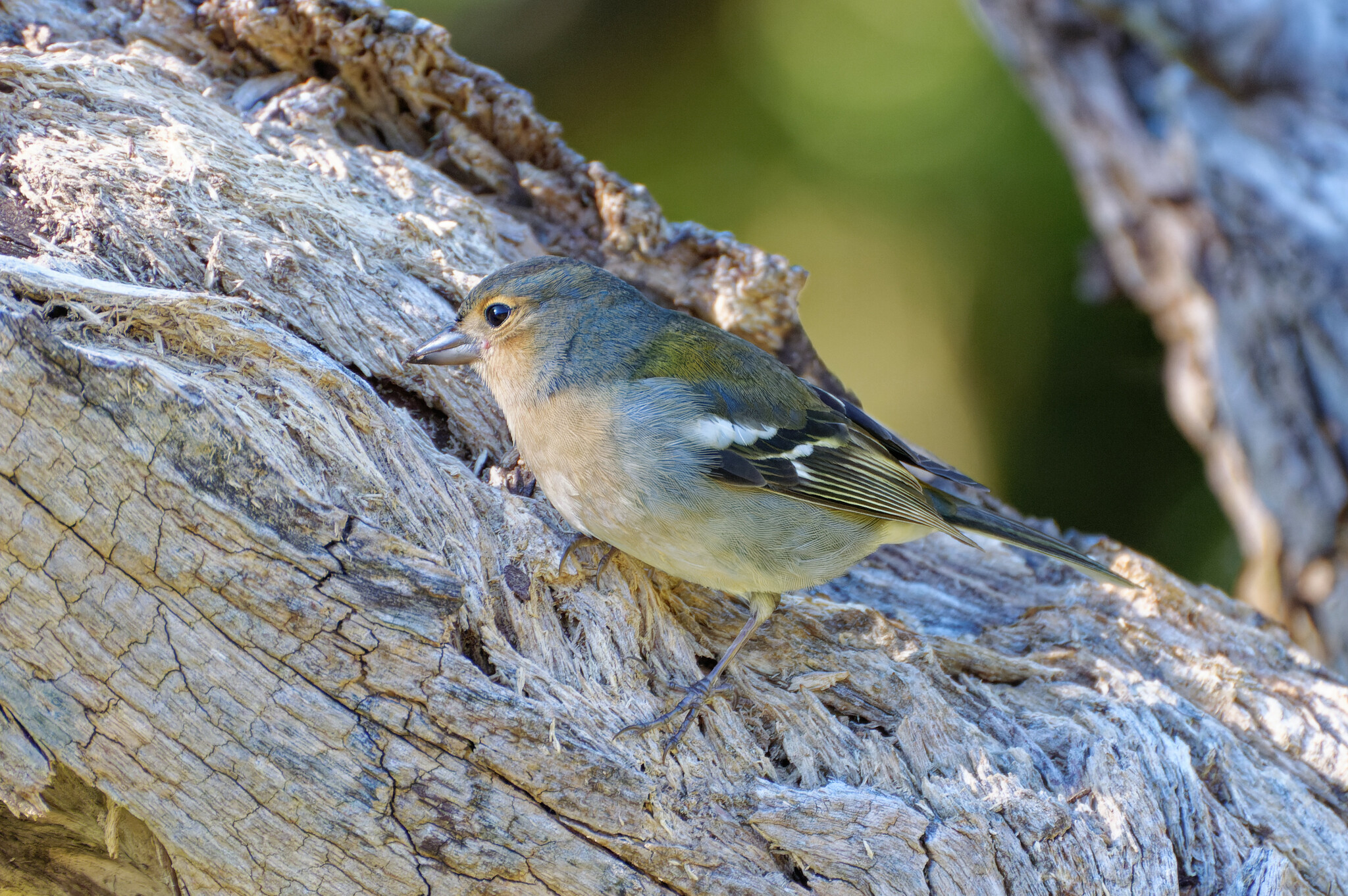 Madeira Chaffinch (Fringilla maderensis)
