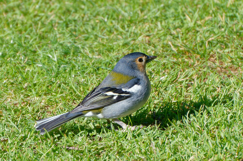 Madeira Chaffinch (Fringilla maderensis), photo 10