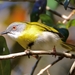 Yellow-breasted Apalis - Photo (c) Ian White, some rights reserved (CC BY-NC-SA)
