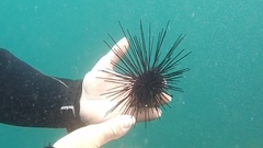 Centrostephanus coronatus