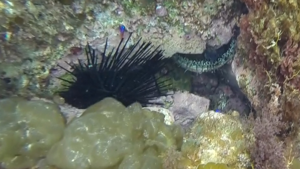 Crowned sea urchin