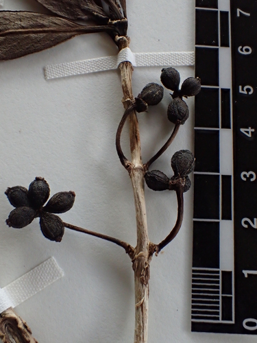 Coprosma kawaikiniensis