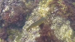 Halichoeres semicinctus