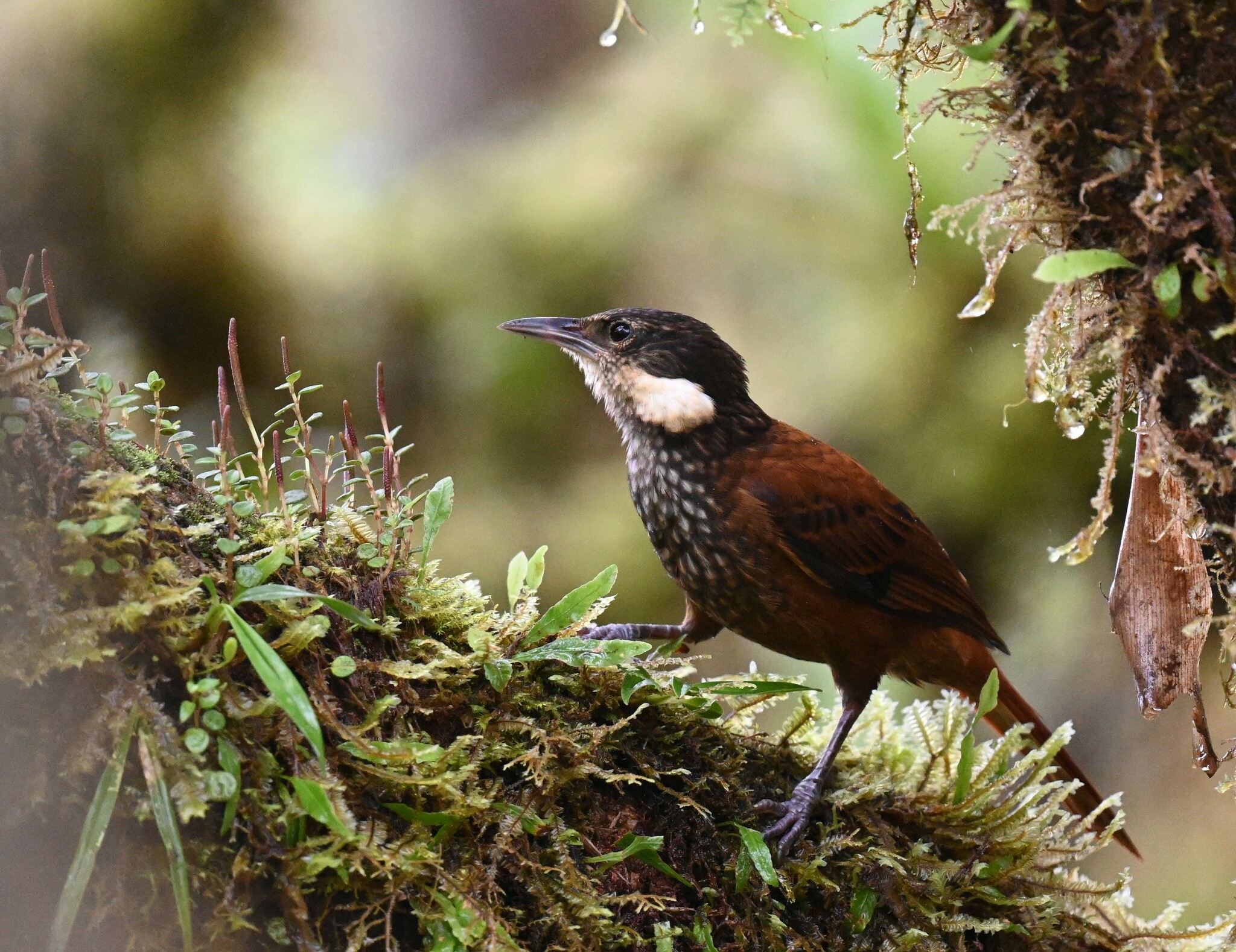 Streaked Tuftedcheek (Pseudocolaptes boissonneautii), photo 9